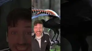 Lyrebird- The master of mimicking 👀