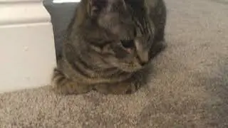 My Cat Lucy&rsquo;s first meme ever￼