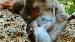 Wow.. great ! Baby vito style is smart and interesting while monkey wiki is sleeping