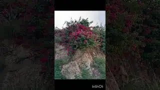 Mothers day (the soil) AV.D