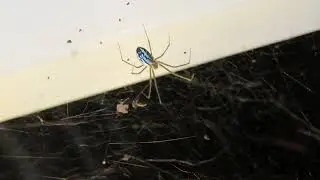 Sierra Dome Spider   weird looking spider in our doorway white and black with yellow legs and Berry