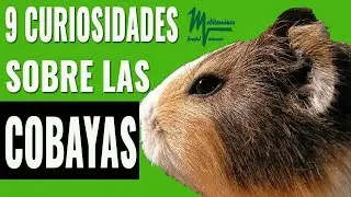9 CURIOSIDADES SOBRE LAS COBAYAS/CUYOS/CURIELES QUE NO TE VAN A DEJAR INDIFERENTE