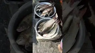Fresh fish for grilling part:45 #shorts