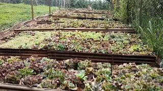 Caules de suculentas gibifloras em produção 