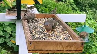 Feeding wildlife with DIY bird Feeder, wildlife video for Cats