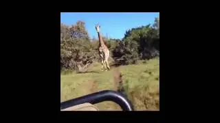 Angry Giraffe