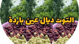 يالله بينا نديرو جولة فضار ديال ماما سعيدة ديال الجبل واللي بغى يطلع مع ماما سعيدة مرحبا