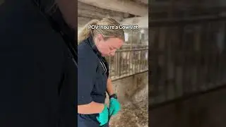 POV: You're a Cow Vet
