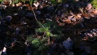 Early Winter in the Forest: A Walk Among Moss and Bare Trees