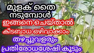 പച്ചമുളകിന്റെ തൈ നടുന്ന ശരിയായരീതി, പ്രതിരോധശേഷി കൂടും a1luckylifemedia 