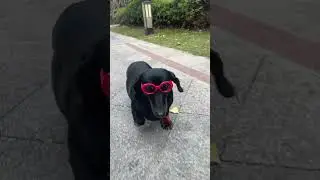 🐶😎🤣🤣#satwalucu #funny #comedyvideo #animals #prindavan #comedy #pets #comedyshorts #dog