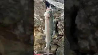 Caught this nice planter trout on Shasta lake #fishnfunoutdoors #fish #lake @Souban996