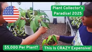 INSANE Greenhouse Tour! $5,000 Rare Plants in One Pot?! | Monstera, Philodendron, Burle Marx Flame