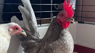 World&rsquo;s Smallest Chickens Shipped to Texas✈️