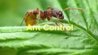 Pest Control Cedar Hill TX 75104 Ant Control