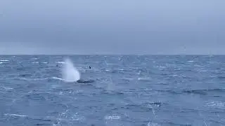 Orcas And Humpback Whales?