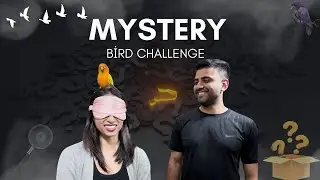 Mystery Bird Challenge