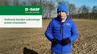 Ochrona buraka cukrowego przed chwastami