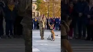 Military dog |  🧡🧡🐶Army dog attack scene 🐶😂  #dogshorts   #trendingshorts #dogvideos #funnydogs