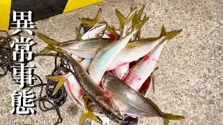 立ち寄った漁港で釣りしてみたらバグってた。