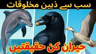 3 Animals With AMAZING Superpowers Revealed by Science | How Smart Are Crows? | MQR Islamic voice