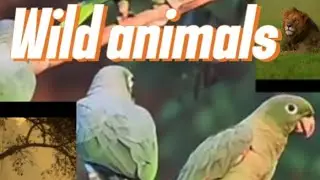 Adventure Exploring Nature With the Beauty of Wild Animals