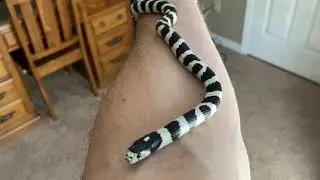 California Kingsnake shed