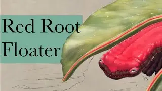 Red root floater