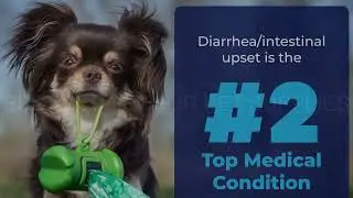 Glandex Dog Wipes: The Ultimate Solution for Hygienic, Deodorized Pets! 🐾💧
