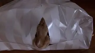 Vincent vs. Wrapping Paper