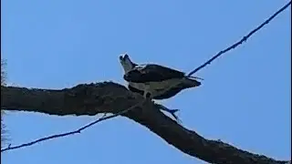 Osprey Has a Fish in a Pine Tree