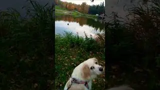 #music #підпишись #nature #lake #spacer #zalew #pies #jesień #осінь #песик #природа