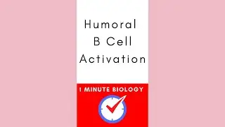 Humoral B Cell Activation #biology #microbiology #immunology #immunesystem #review #shorts