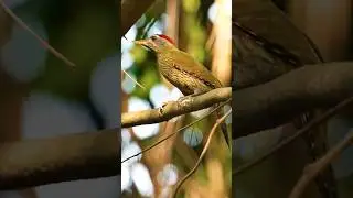 Streak-throated Woodpecker&rsquo;s Slow-Mo Pecking