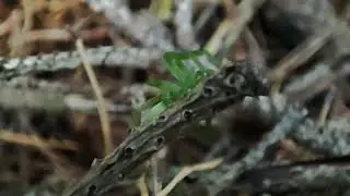 Grasgr&uuml;ne Spinne 😬 gr&uuml;ne Huschspinne!?