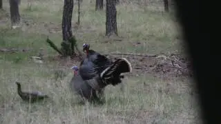 2017 Black Hills Spring Turkey - Double!