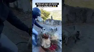 Monkey got angry and attacked while we feeding them at Mount Abu 😱😱 #mountabu #shorts #shortsviral