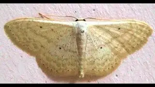 Genus Scopula Moth