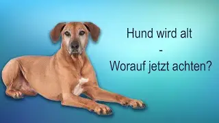 Mein Hund wird alt - worauf muss ich jetzt verst&auml;rkt achten?