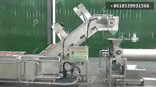 Chili Sauce Processing Chili Farming Processing of Chilli Sauce
