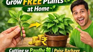 How to grow  different cutting in free of cost? Secret tips.#trending#video#viral# plants ☘️🌵