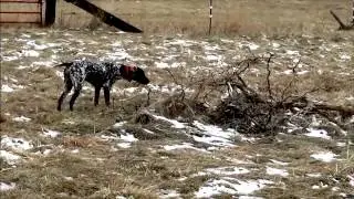 HUNTING DOG TRAINING - Olympia von den Donau-Wirbeln owned and trained by Scott Samson in WA - USA