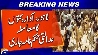 Lahore High Court issues written order in stray dog ​​case | Breaking News