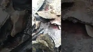 European Oyster Flat Ostrea edulis