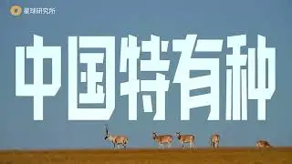 How much do you know about endemic species in China?🇨🇳中国&ldquo;特有种&rdquo;🐼你了解多少？🎥⬇️