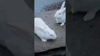 newzeeland white rabbit #youtubeshorts #animal #cute #redeyesrabbits