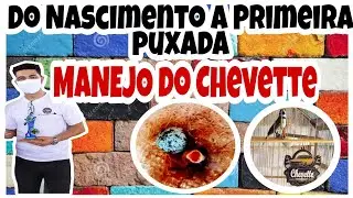 Filhote de coleiro CHEVETTE, nascimento, manejo e primeira puxada 116 CANTOS