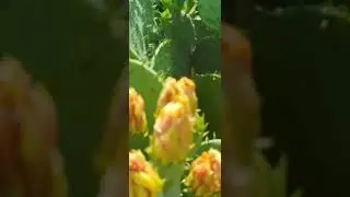 Pitcher perfect sassy and deadly nature's little trap! #nature #fire