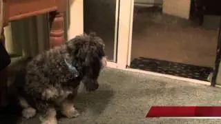 Super Bowl Dog- 12 News Contest- Jasmine's Dog Tricks