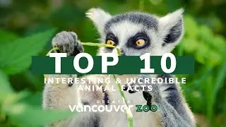 Lemur Facts! Top 10 Interesting & Incredible Facts About Lemurs